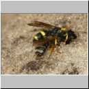 Cerceris rybyensis - Knotenwespe 38i mit Lasioglossum - Furchenbiene - Sandgrube OS-Wallenhorst.jpg